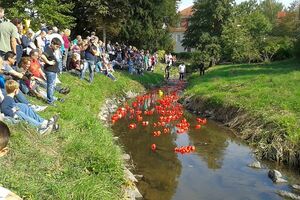 Über 400 Enten wurden in mehreren Läufen auf die Rennstrecke geschickt