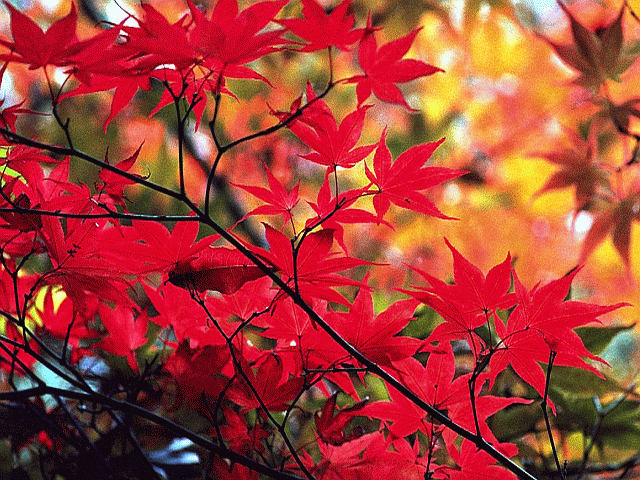 Roteiche im Herbstlaub